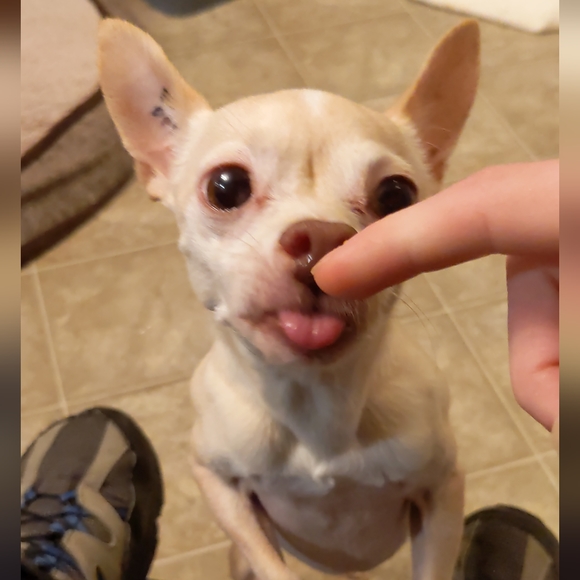 Meet your Posher, Sarha - Picture 2 of 2